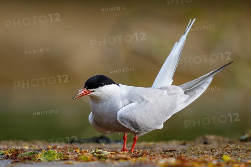 Common Tern (Sterna hirundo), North Rhine-Westphalia, Germany