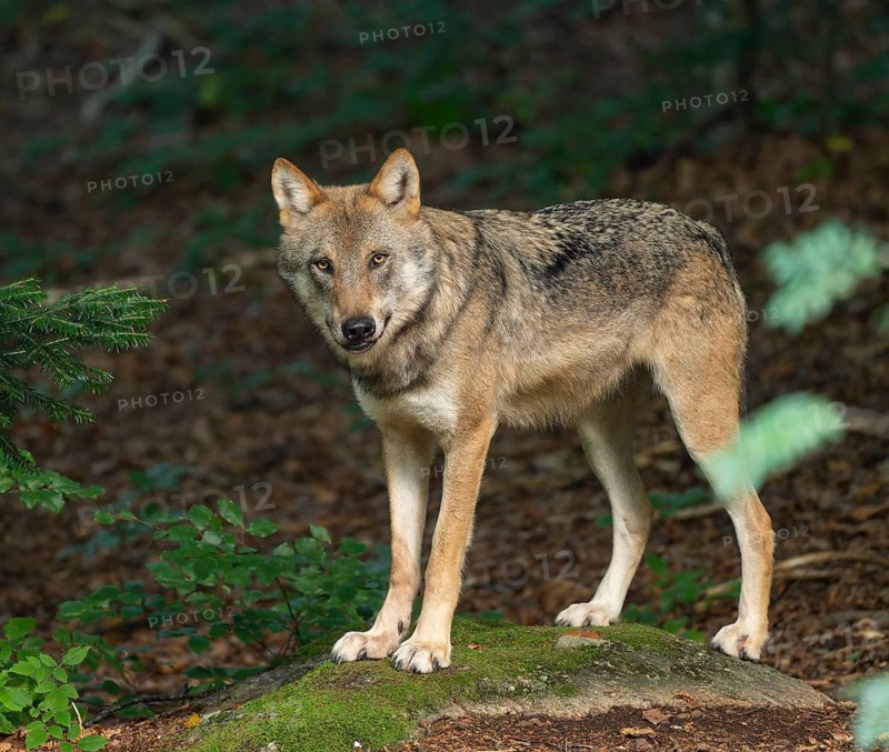 Wolf (Canis lupus) standing on a moss-covered rock and looking attentively, captive, Bavarian Forest National Park, Bavaria, Germany