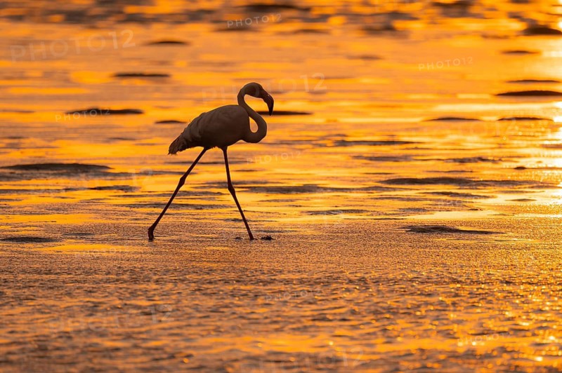Pink flamingo (Phoenicopterus roseus) against the light, sunset, lagoon at Walfish Bay, Erongo, Namibia