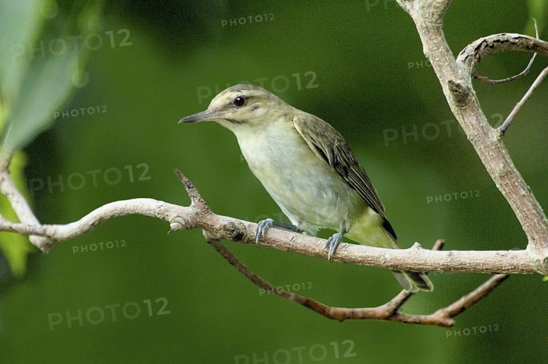 Black-whiskered Vireo (Vireo altiloquus), Texas, USA