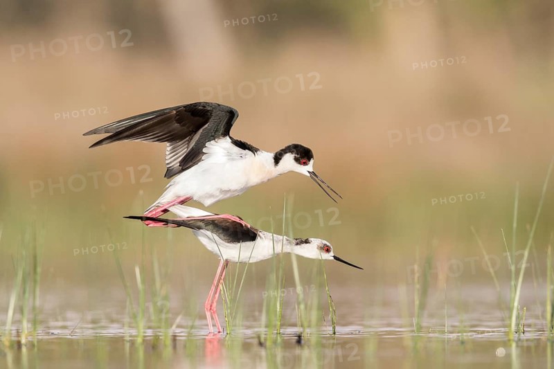 Black-winged Stilt (Himantopus himantopus) pair mating, Romania