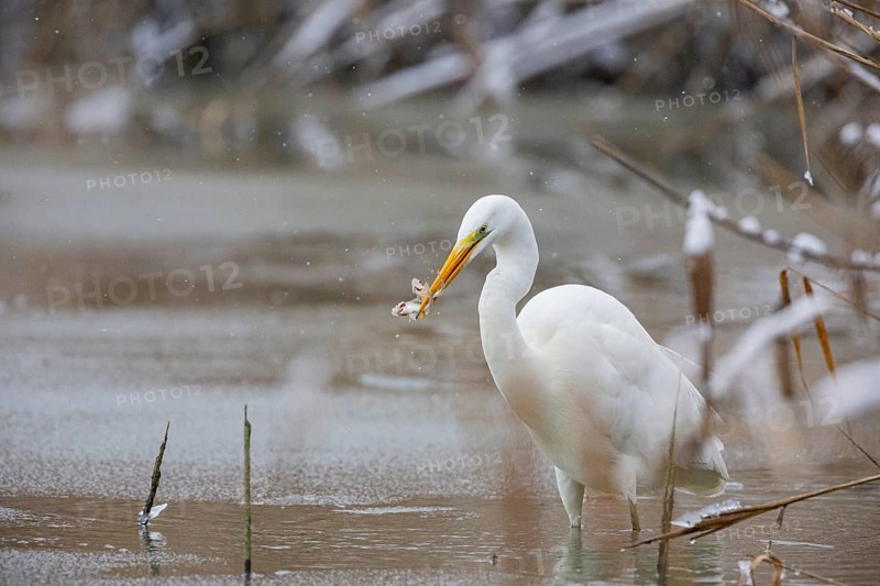 Great White Egret (Egretta alba) Germany