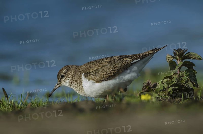 Common Sandpiper (Actitis hypoleucos), Schleswig-Holstein, Germany