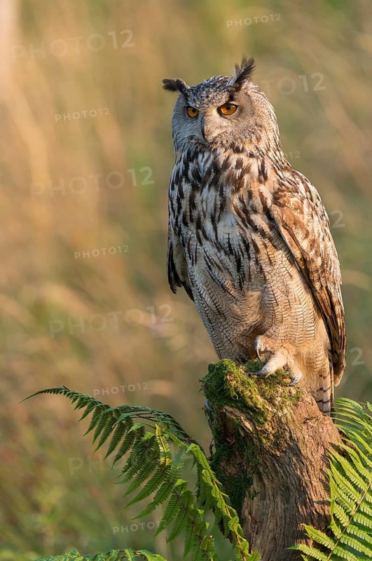 Eurasian Eagle-Owl (Bubo bubo) captive, Schwyz, Switzerland