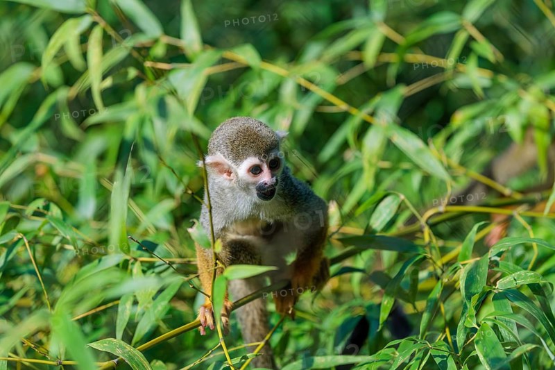 A Central American squirrel monkey (Saimiri oerstedii) looks for food in a green bush. Costa Rica, Central America