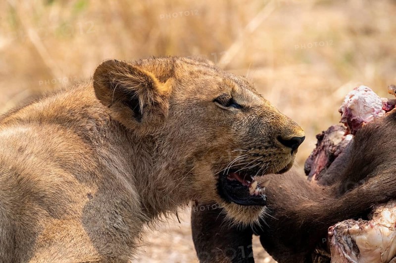 Lioness (Panthera leo) feeding on the carcass of a dead Cape buffalo, Moremi Game Reserve, Botswana