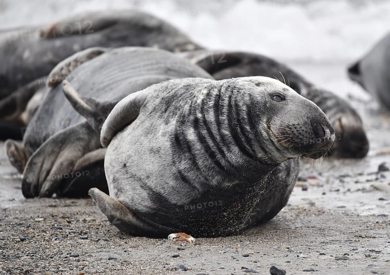 Grey seal (Halichoerus grypus) on the beach of Heligoland, Schleswig-Holstein, Germany