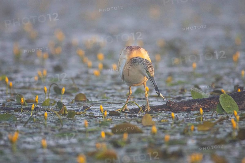 Squacco Heron (Ardeola ralloides) in the fog Hungary