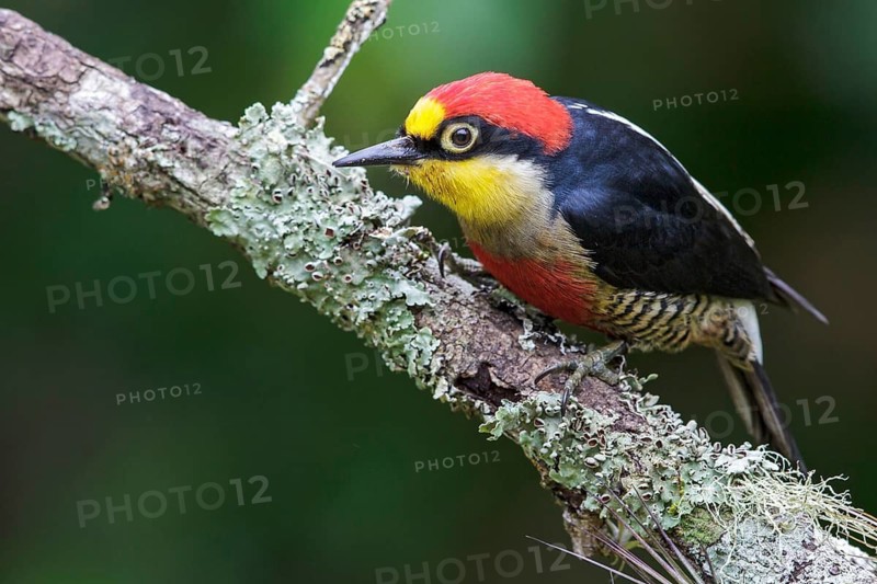 Yellow-fronted Woodpecker (Melanerpes flavifrons) perched on a branch in the Atlantic rainforest of southeast Brazil