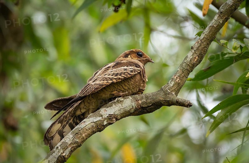 Large-tailed nightjar (Caprimulgus macrurus) on a tree branch, sreepur, Gazipur, bangladesh