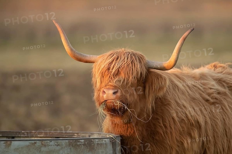 Highland cow or cattle (Bos taurus taurus) adult farm animal feeding or grazing on grass, England, United Kingdom