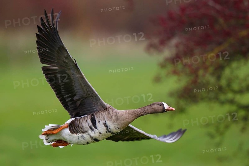 Greater White-fronted Goose (Anser albifrons) flying, North Rhine-Westphalia, Germany