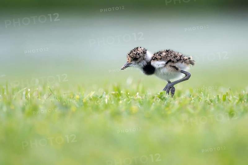 Bronze Lapwing (Vanellus chilensis) chicks in a meadow, Entre Rios, Argentina