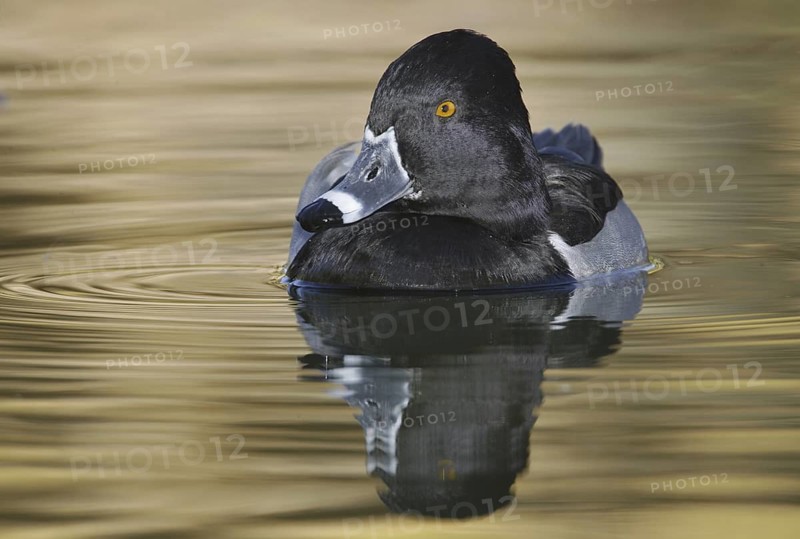 Ring-necked Duck (Aythya collaris) male, Arizona, USA