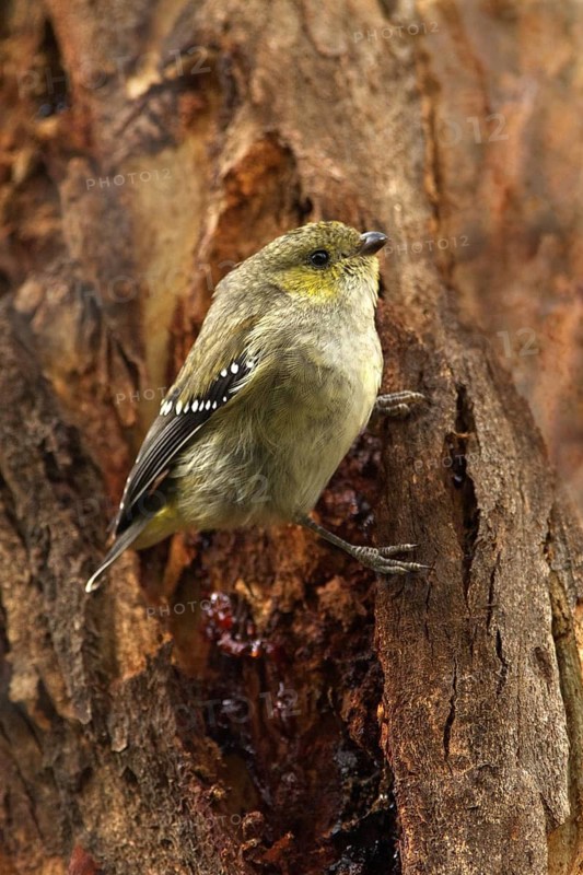 Forty-spotted Pardalote (Pardalotus quadragintus), Tasmania, Australia