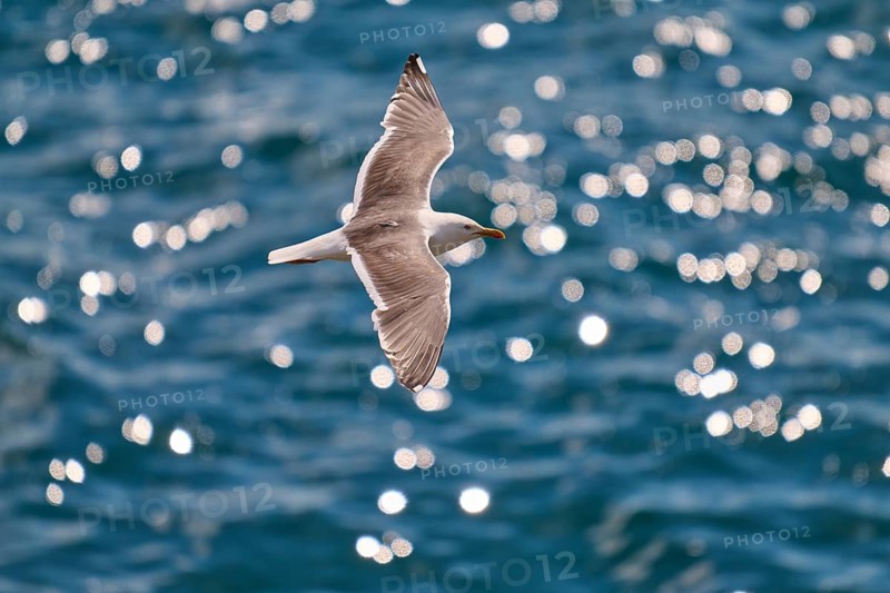 Seagull hovering gracefully over the glittering ocean, Great Black-backed Gull (Larus marinus), Seahouses, Inner Farne, Farne Islands, Northumberland, England, Great Britain