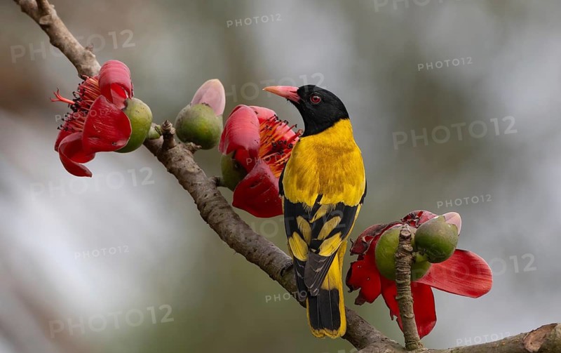 Black-hooded Oriole (Oriolus xanthornus) perched near a red flower, sreepur, Gazipur, bangladesh