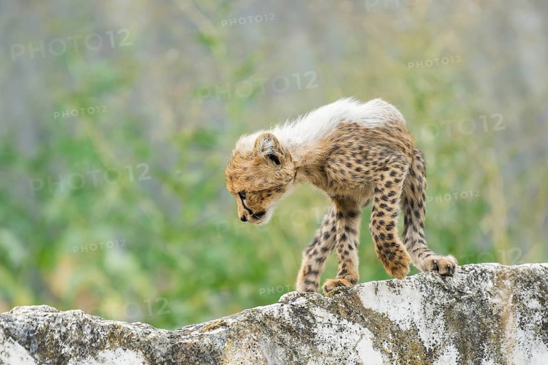Cheetah (Acinonyx jubatus) youngster walking on a rock, captive, occurrence Africa