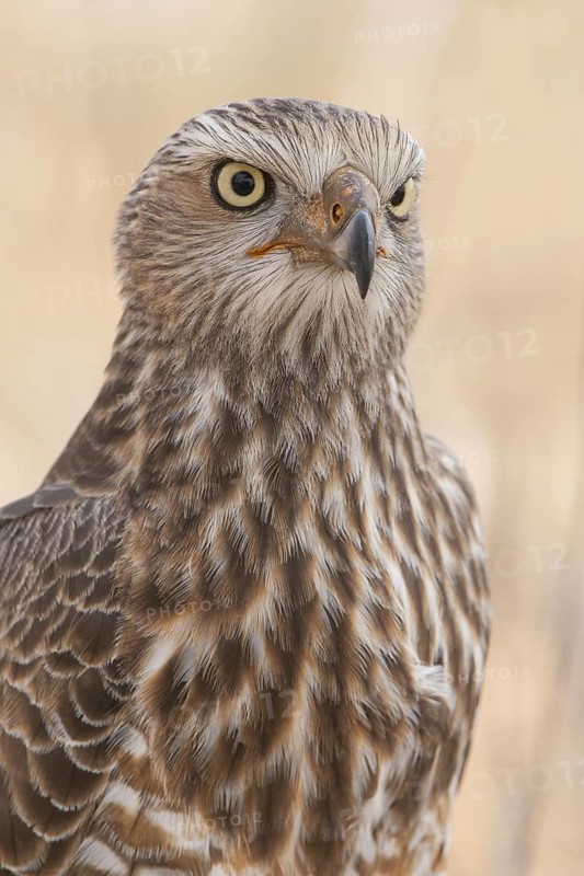 Pale Chanting Goshawk (Melierax canorus) juvenile, Northern Cape, South Africa