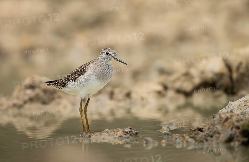 Wood Sandpiper (Tringa glareola) standing on muddy ground, sreepur, Gazipur, bangladesh