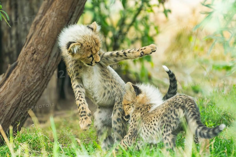 Cheetah (Acinonyx jubatus) youngsters playing with each other, captive, occurrence Africa
