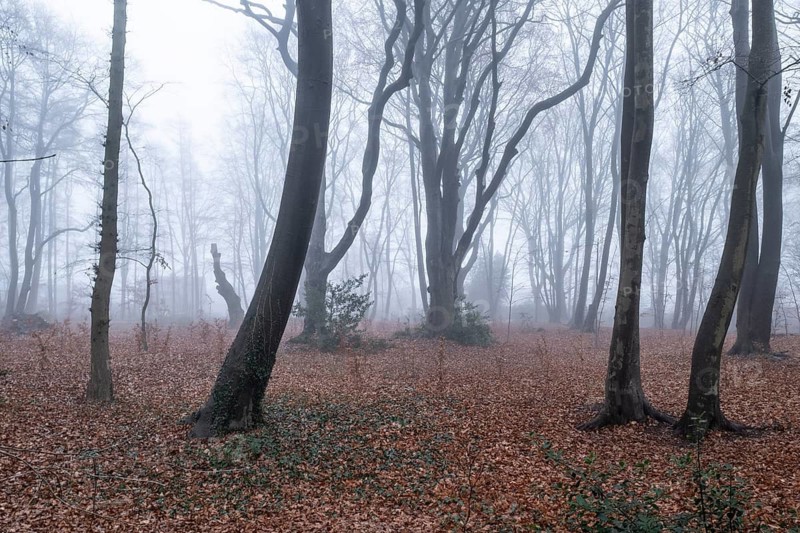 Beech forest (Fagus sylvatica) in the fog, Emsland, Lower Saxony, Germany