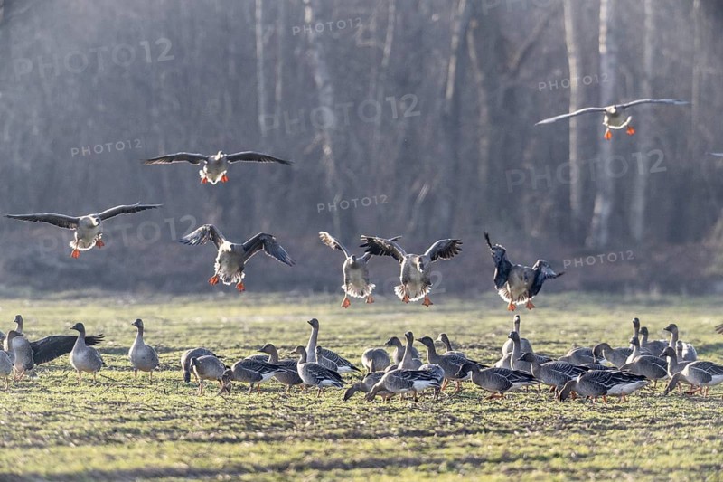 Bean geese (Anser fabalis), Emsland, Lower Saxony, Germany
