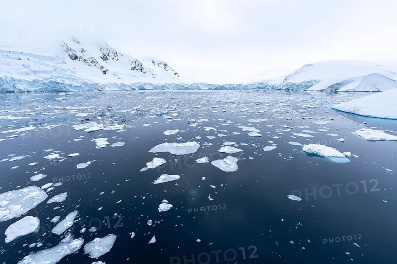 Drift ice floes on a mirror-like sea surface, in the background glacial breakout edge and snow-capped mountains under overcast sky, Andvord Bay, Antarctic Peninsula, Antarctica