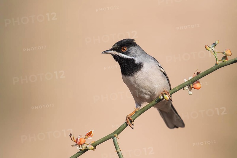 Rüppell's Warbler (Sylvia ruppeli) male, Eilat, Israel