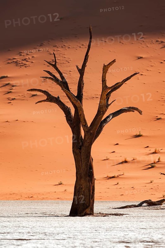 Dead camel thorn trees (Vachellia erioloba), red sand dunes, white salt pan, Dead Vlei, Sossusvlei, Namib Desert, Namib-Naukluft Park, Namibia