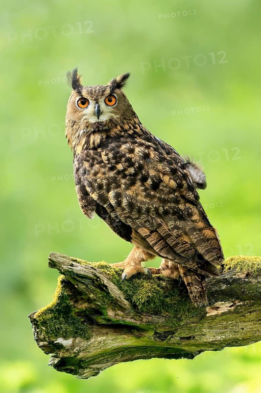 Eurasian Eagle-owl (Bubo bubo), adult, perch, vigilant, in summer, Wisdom, Šumava, Czech Republic