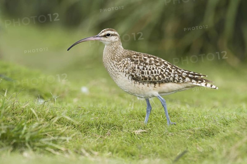Bristle-thighed Curlew (Numenius tahitiensis), Hawaii, USA