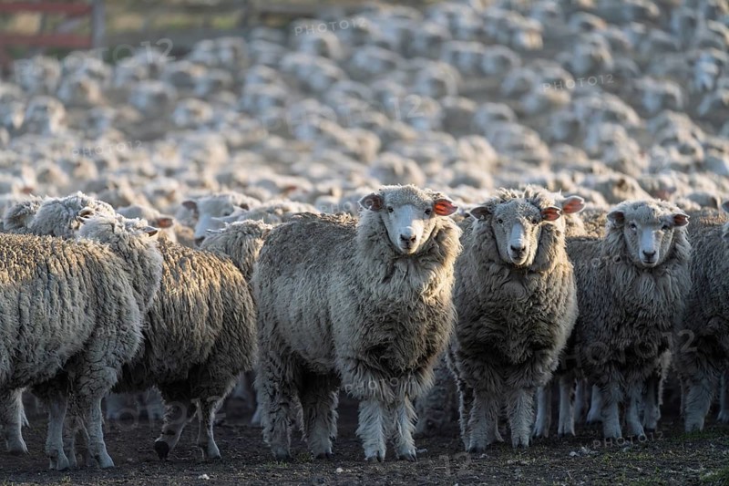 Domestic sheep (Ovis gmelini aries), flock with unshorn wool standing in the pen on an estancia, Tierra del Fuego, Argentina