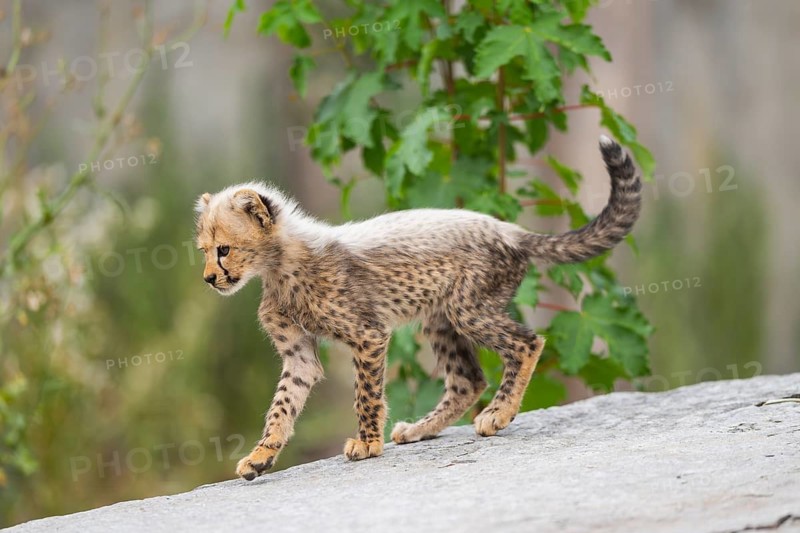 Cheetah (Acinonyx jubatus) youngster walking on a rock, captive, occurrence Africa