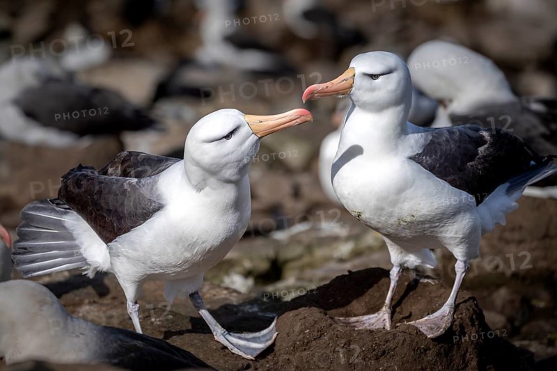 Black-browed albatross (Thalassarche melanophris), pair standing on ground nest in breeding colony, Saunders Island, Falkland Islands