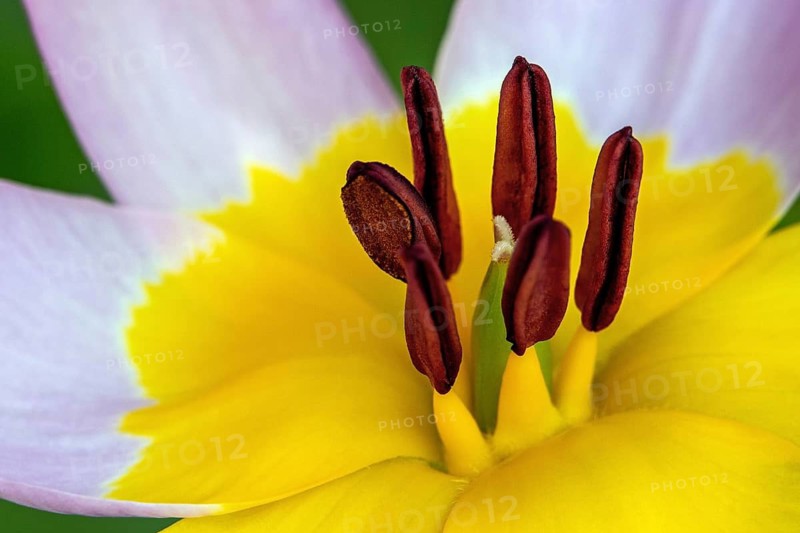 Purple-yellow tulips, rock tulip (Tulipa saxatilis), wild tulip, flower, blooming, macro photo, Baden-Württemberg, Germany