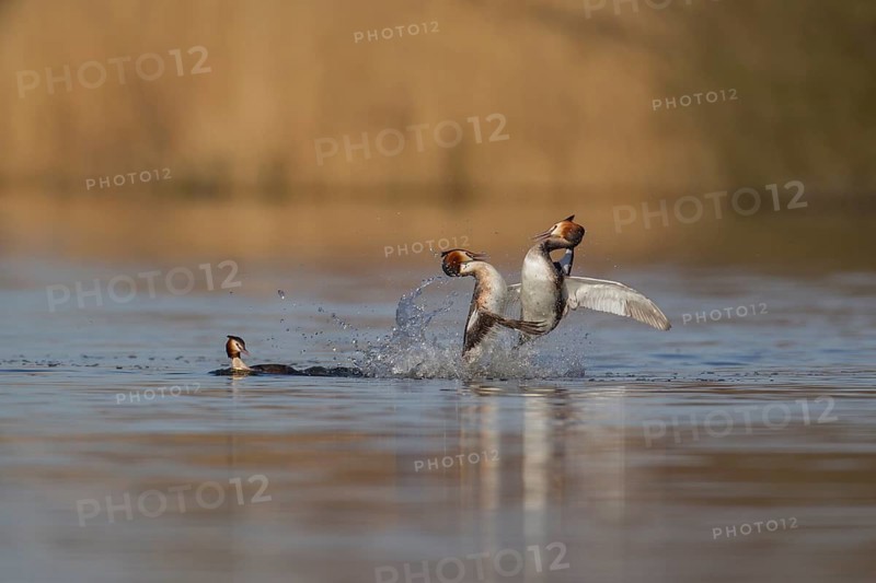 Great crested grebe (Podiceps cristatus) two adult male birds fighting on a lake with a female bird looking on in spring, Norfolk, England, United Kingdom