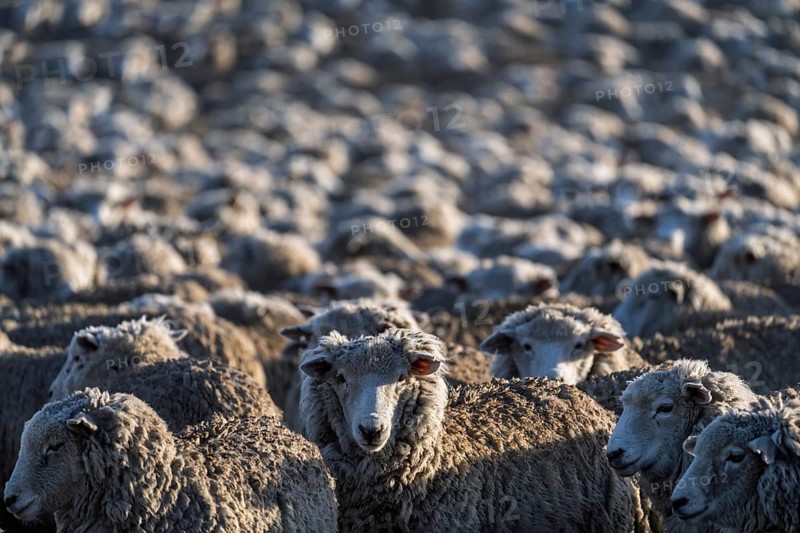 Domestic sheep (Ovis gmelini aries), densely packed herd in the morning light, one animal looks into the camera, estancia near Río Grande, Tierra del Fuego, Argentina