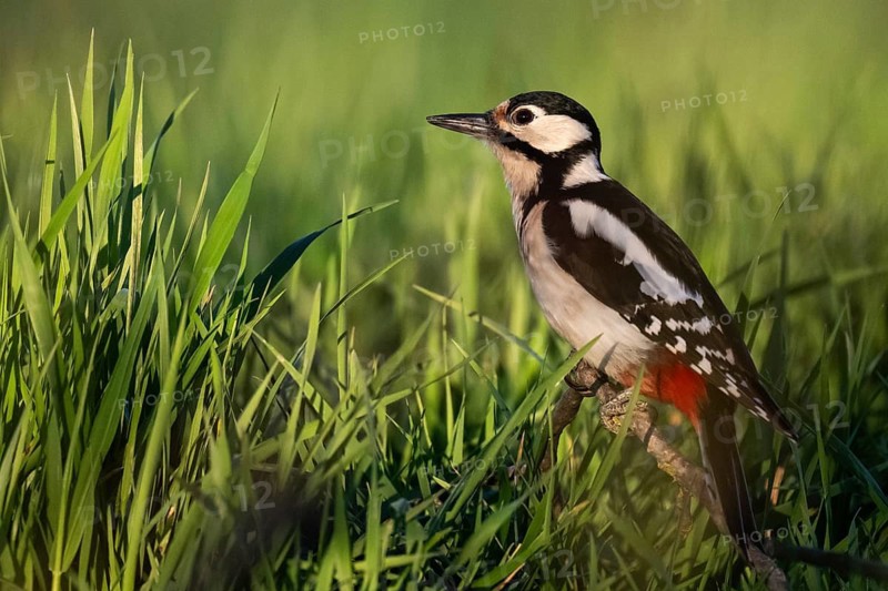 Great spotted woodpecker (Dendrocopos major) sitting on a branch in a meadow, Baden-Württemberg, Germany