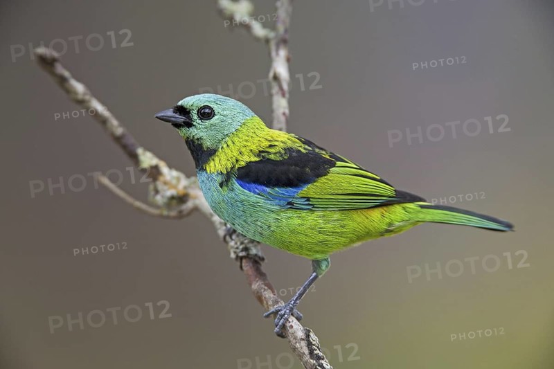 Green-headed Tanager (Tangara seledon)