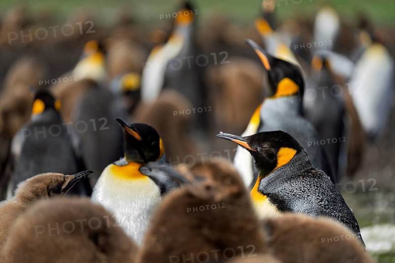 King penguins (Aptenodytes patagonicus), adults and juveniles in brown dun plumage in the breeding colony, Volunteer Point, East Falkland, Falkland Islands