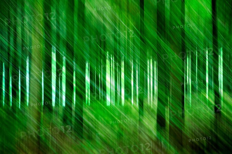 Atmospheric forest, abstract structures, wiping effect, bulb exposure