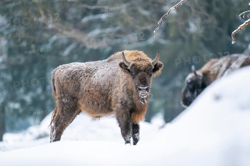 European bison (Bison bonasus) or Wisent standing on a meadow next to the forest in winter, snow, Bavaria, Germany