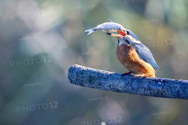 Kingfisher (Alcedo atthis) wbl Germany
