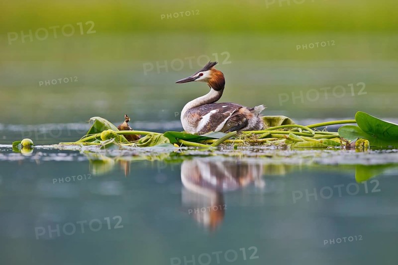 Great Crested Grebe (Podiceps cristatus) on nest, Bavaria, Germany