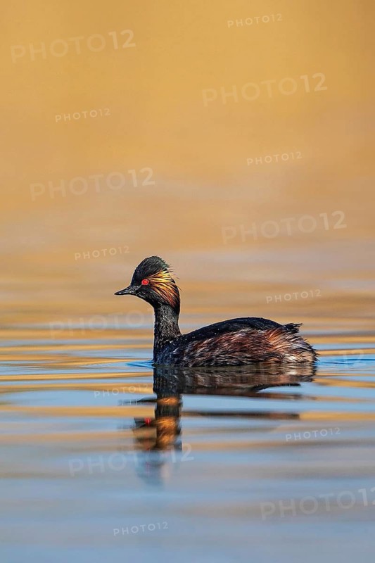 Black-necked Grebe (Podiceps nigricollis) adult bird in splendid plumage with intense red eyes swimming on lake and reflected in calm water, Baden-Württemberg, Germany