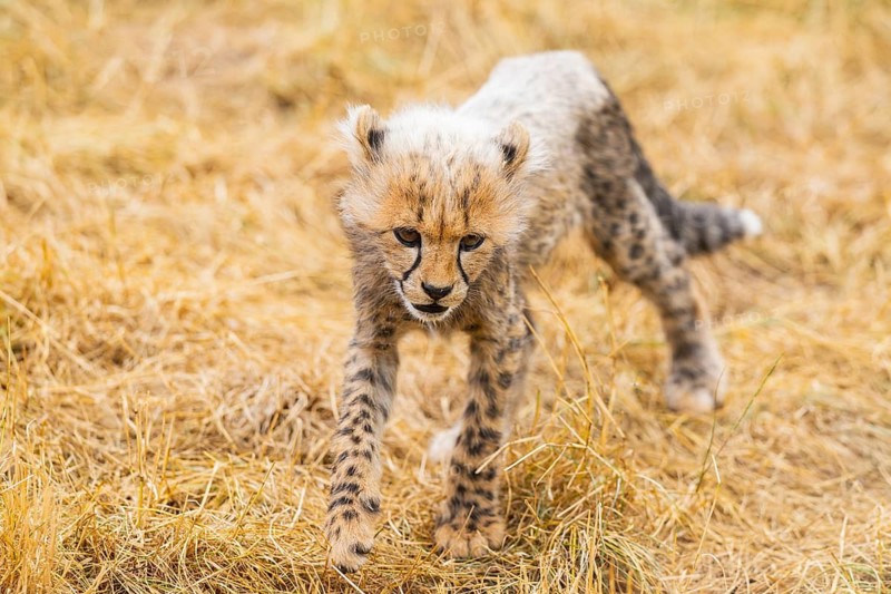 Cheetah (Acinonyx jubatus) youngster walking on a meadow, captive, occurrence Africa