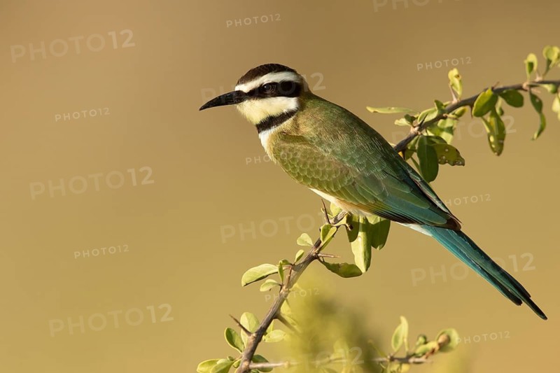 White-throated Bee-eater (Merops albicollis) perched on a branch, Samburu, Kenya