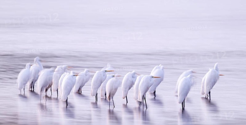 Great White Egret (Ardea alba) many birds are standing in the shallow water zone of a lake in front of sunrise, motion blur, long exposure, dragging, wiping effect, Lower Saxony, Germany