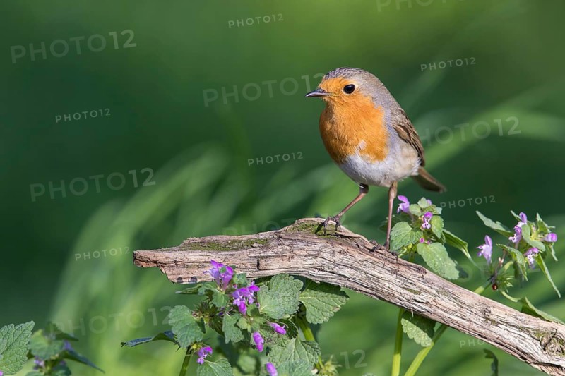 European Robin (Erithacus rubecula) perched on an old tree trunk, Poland